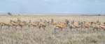 08.04-Etosha-Springbokke