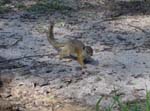 105-squirrel