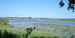 109-Mahango-river-scene