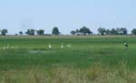 118-Bwabwata-floodplains