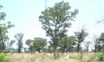 136-Radio-mast-habitat