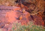 139-Hartlaub's-Spurfowl-Waterberg-3