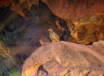 141-Hartlaub's-Spurfowl-Waterberg-2