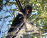 146-Violet-Wood-hoepoe-Waterberg