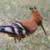 African Hoopoe