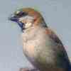 Great Sparrow