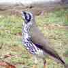 Groundscraper Thrush 