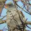 Banded Harrier Hawk