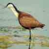 African Jacana