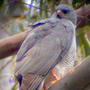 Ovambo Sparrowhawk