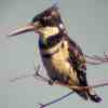 Pied Kingfisher