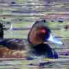 Southern Pochard