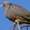 Rameron Pigeon 