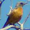 Short-toed Rock Thrush