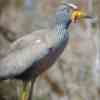 African Wattled Lapwing