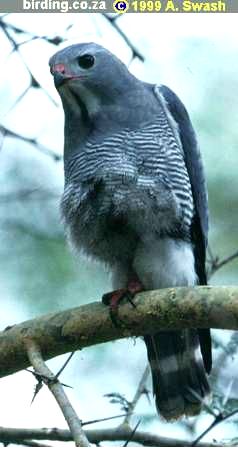 Lizzard Buzzard