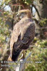 Red-necked Buzzard - Buffalo Reserve, Namibia 28 July 2014