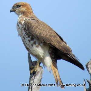 Red-necked Buzzard - Buffalo Reserve, Namibia 28 July 2014