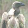 White-backed Vulture