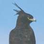 Long-crested Eagle