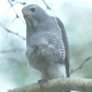 Lizard Buzzard