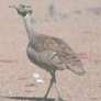 Karoo Korhaan