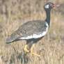 Northern Black Korhaan