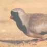 Namaqua Dove