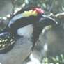 African Pied Barbet