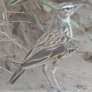 Sabota(Bradfield's) Lark