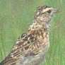 Rudd's Lark
