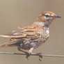 Karoo Lark