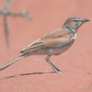 Red Lark