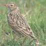 Botha's Lark