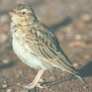 Stark's Lark