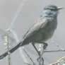 Rudd's Lark