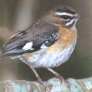 Eastern Bearded Robin
