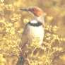 Rufous-eared Warbler
