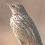Striped Pipit