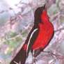 Crimson-breasted Shrike