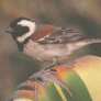 Cape Sparrow