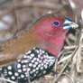 Pink-throeated Twinspot