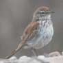 Barlow's Lark