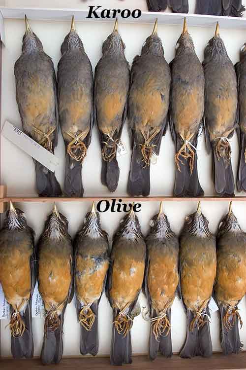 Museum skins - Karoo and Olive Thrush