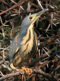 Dwarf Bittern 