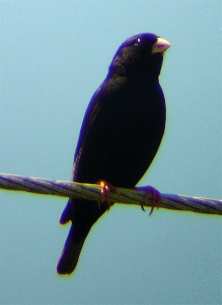 Black Indigobird