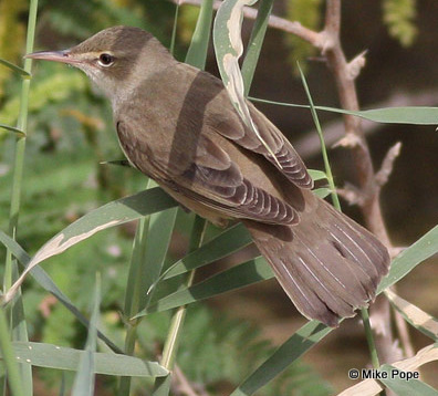 Basra Reed Warbler by Mike Pope